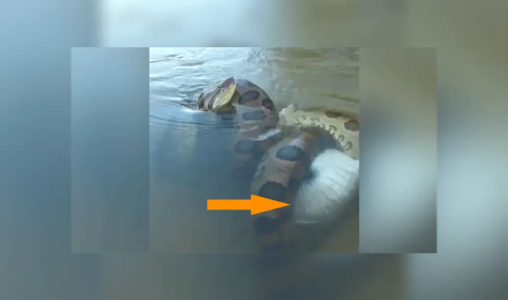 YouTube viral: final de la brutal pelea entre anaconda y cocodrilo deja en shock a usuarios [VIDEO]