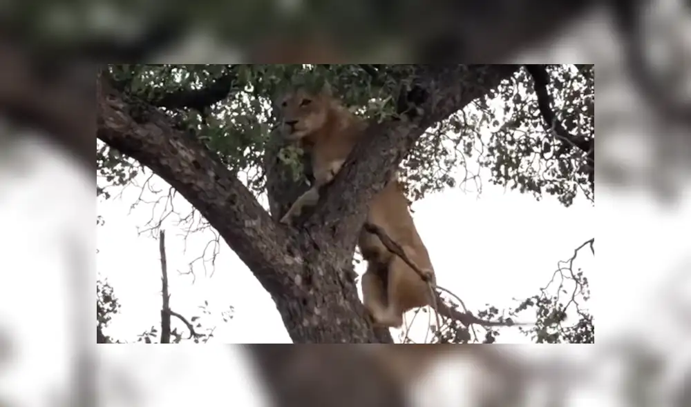 YouTube viral: leones trepan árbol para robar comida de feroz leopardo y ocurre esto [VIDEO]