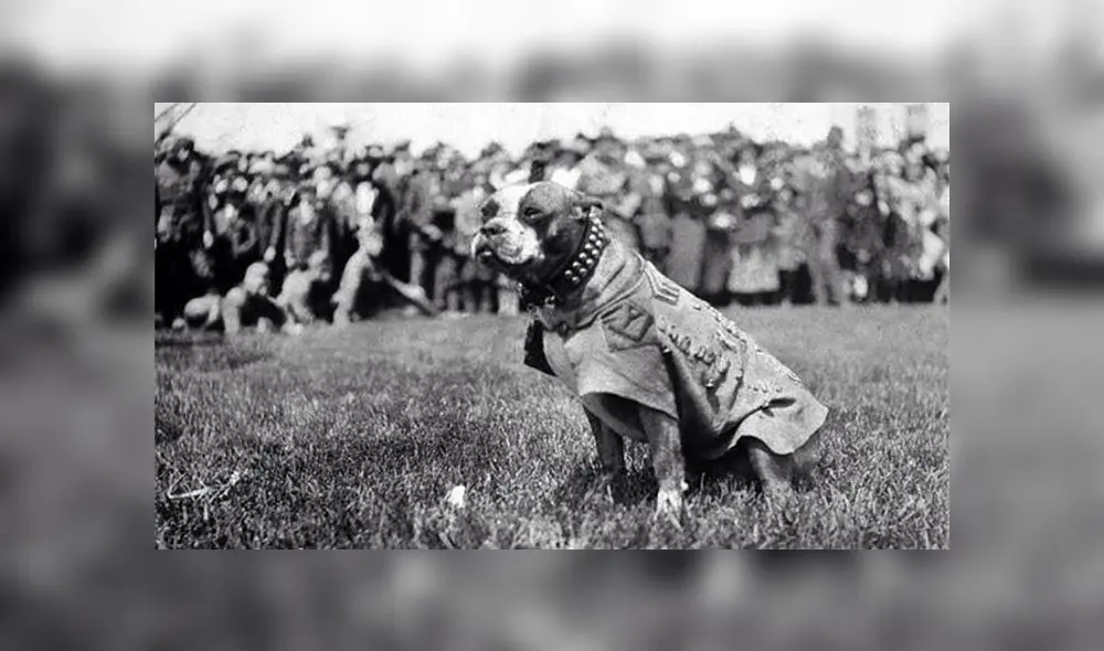 Stubby, el perro sargento que salvó vidas y capturó a un espía alemán en la Gran Guerra