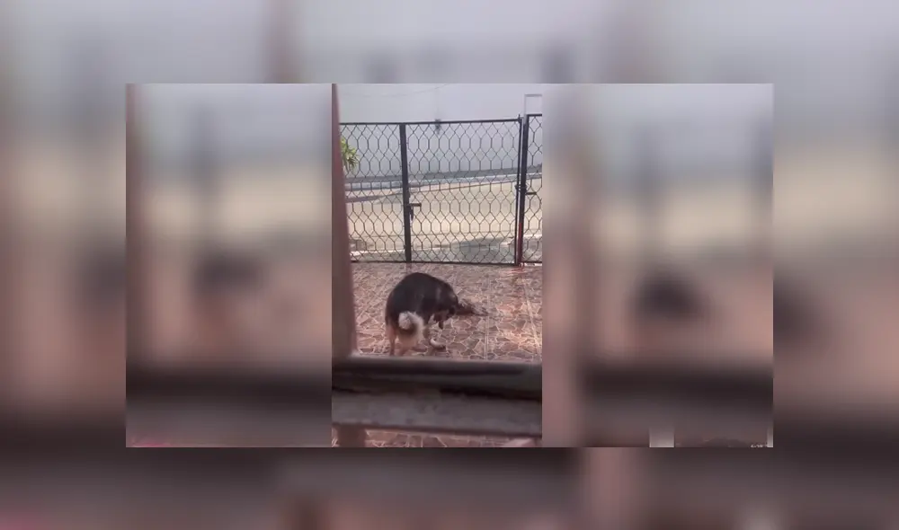 Video es viral en Facebook. La mujer se llevó una tremenda sorpresa, luego de que encontrara a su perro ‘trapeando’ su entrada, luego de haber botado su plato de agua. Foto: Captura. Video es viral en Facebook. La mujer se llevó una tremenda sorpresa, luego de que encontrara a su perro ‘trapeando’ su entrada, luego de haber botado su plato de agua. Foto: Captura.