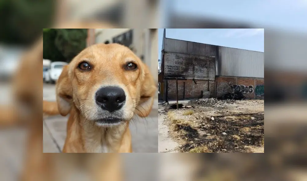 Un vecino denunció al sujeto por el hecho. Fuente: Composición. Un vecino denunció al sujeto por el hecho. Fuente: Composición.