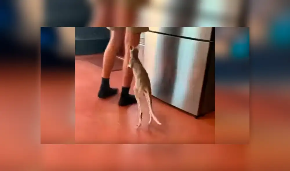 Facebook viral: bebé canguro se aferra a las piernas de su cuidador y motivo emociona a miles [VIDEO] 