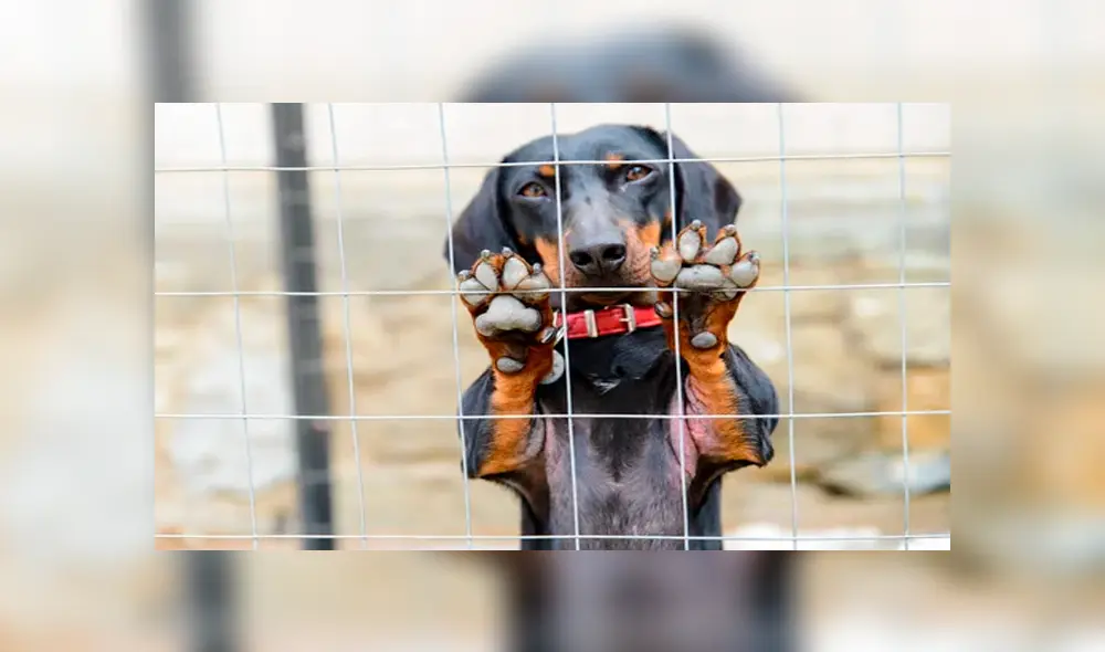 Golpea a su perro hasta matarlo y agrede a la Policía tras ser detenido Golpea a su perro hasta matarlo y agrede a la Policía tras ser detenido
