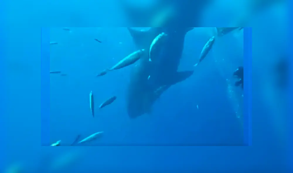 En Facebook, un video viral muestra a un enorme tiburón y buceadores. En Facebook, un video viral muestra a un enorme tiburón y buceadores.