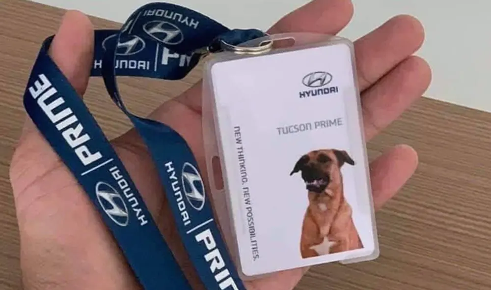 Perro callejero adoptado por concesionaria de autos se hizo ‘famoso’ y ayudó a que sus ventas aumenten