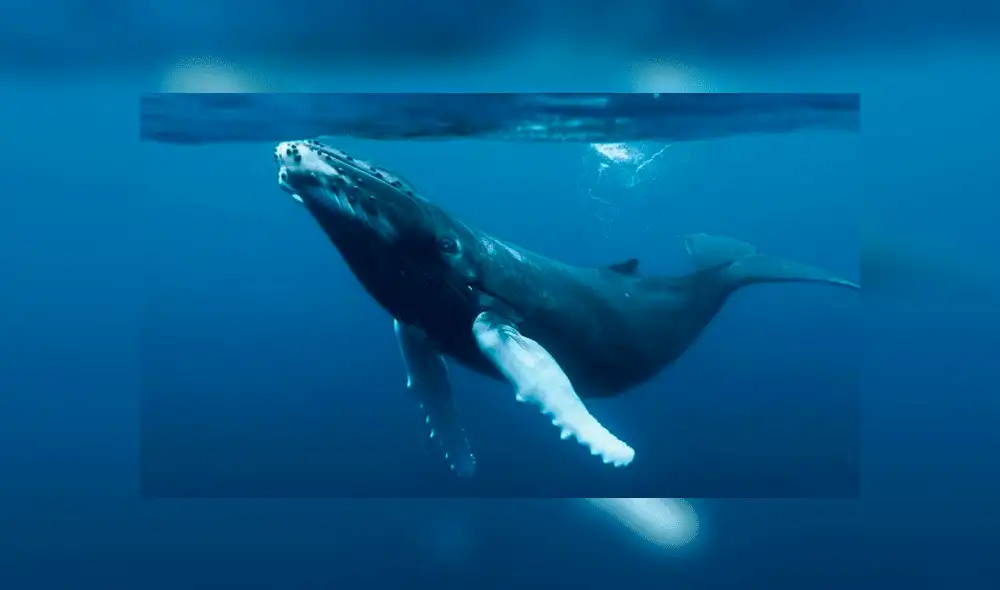Mueren dos ballenas en playas de Brasil durante temporada de avistamiento Mueren dos ballenas en playas de Brasil durante temporada de avistamiento