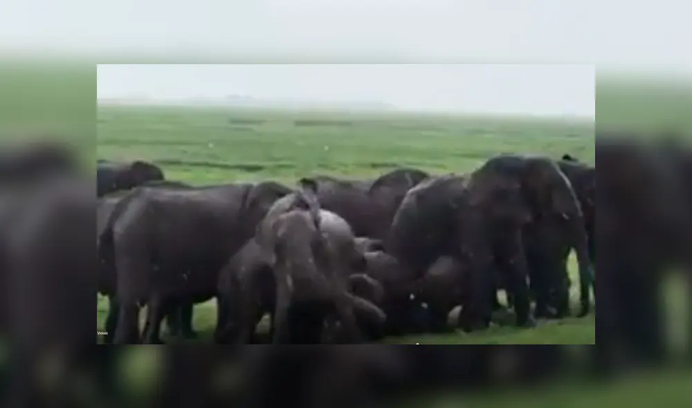 YouTube viral: familia va de excursión a África y graba a elefante pariendo a su cría [VIDEO]