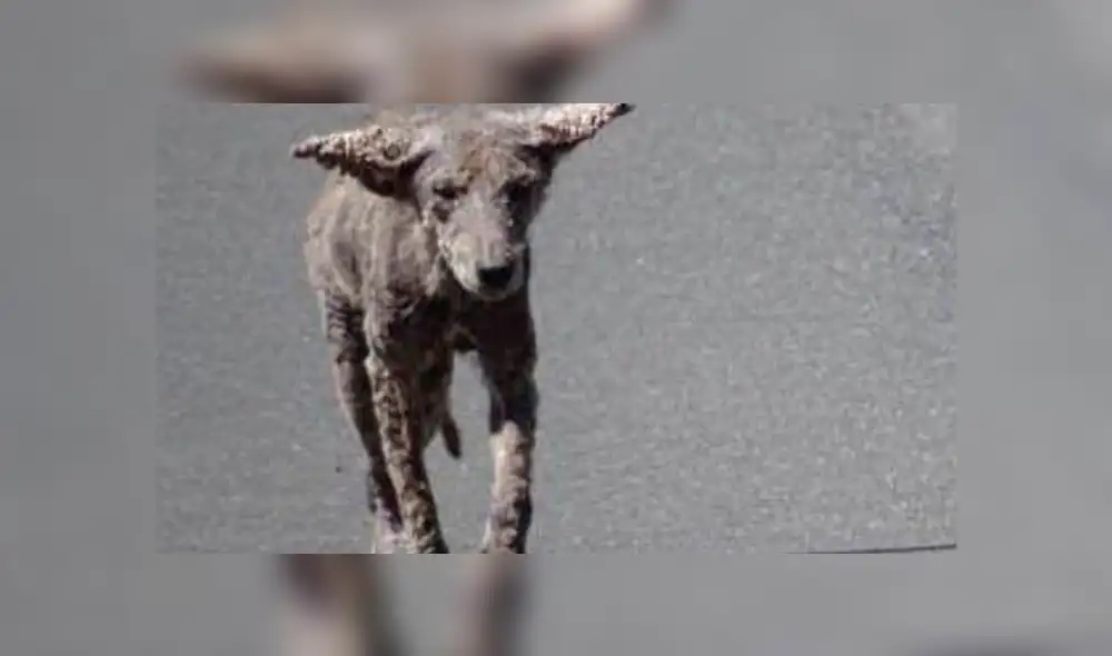 La verdad sobre los  “perros zombie” que aparecieron en las calles de Chicago