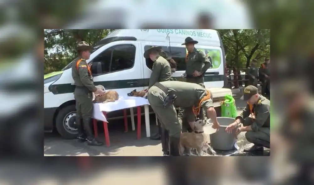 Policías de Colombia rescatan a perros abandonados que ‘migran’ desde Venezuela [VIDEO]