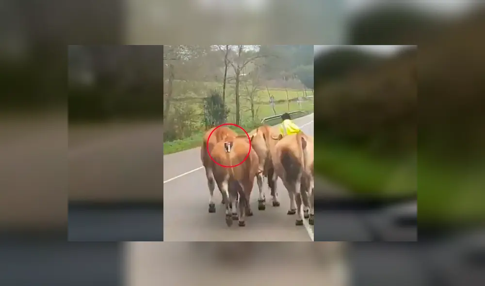 Video es viral en YouTube. El astuto hombre se ha ganado los aplausos de varios usuarios en las redes con su singular ocurrencia