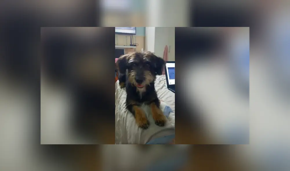 Desliza las imágenes para conocer la verdadera raza de un perro que supuestamente era un rottweiler. Desliza las imágenes para conocer la verdadera raza de un perro que supuestamente era un rottweiler.