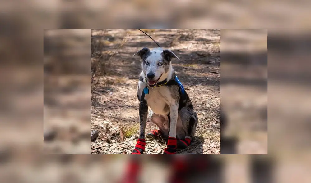 Oso usa un equipo especial que lo protege del suelo caliente y los alrededores incendiados.