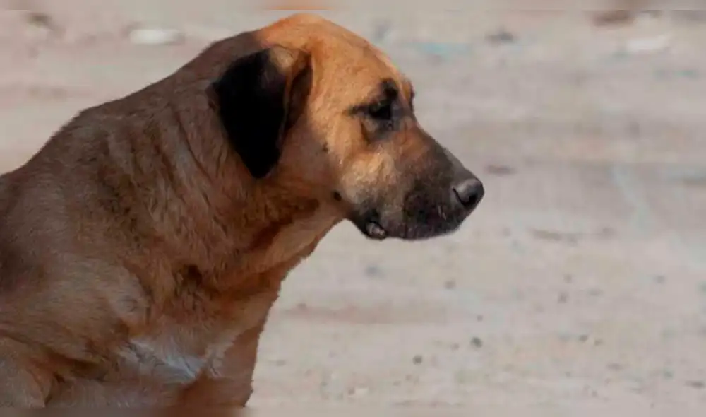Venezuela: Difunden video de hombre que descuartiza a perro para comérselo Venezuela: Difunden video de hombre que descuartiza a perro para comérselo