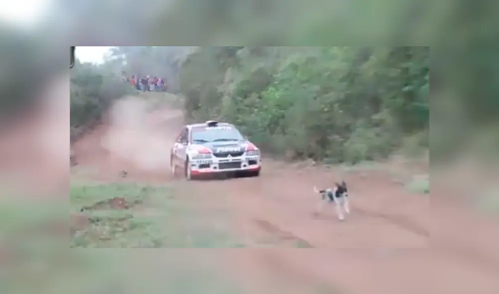 Facebook viral: perro ingresa a pista de carreras y se salva de morir atropellado de forma ‘milagrosa’ Facebook viral: perro ingresa a pista de carreras y se salva de morir atropellado de forma ‘milagrosa’