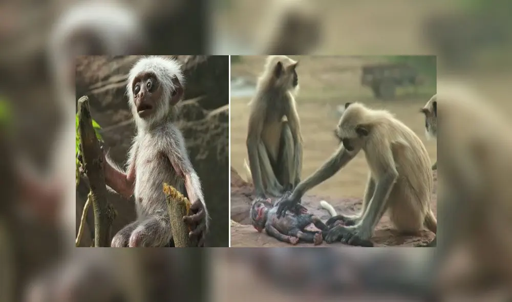 Desliza para enterarte qué sucede cuando ponen un mono robot en medio de un grupo de primates. Foto: Captura