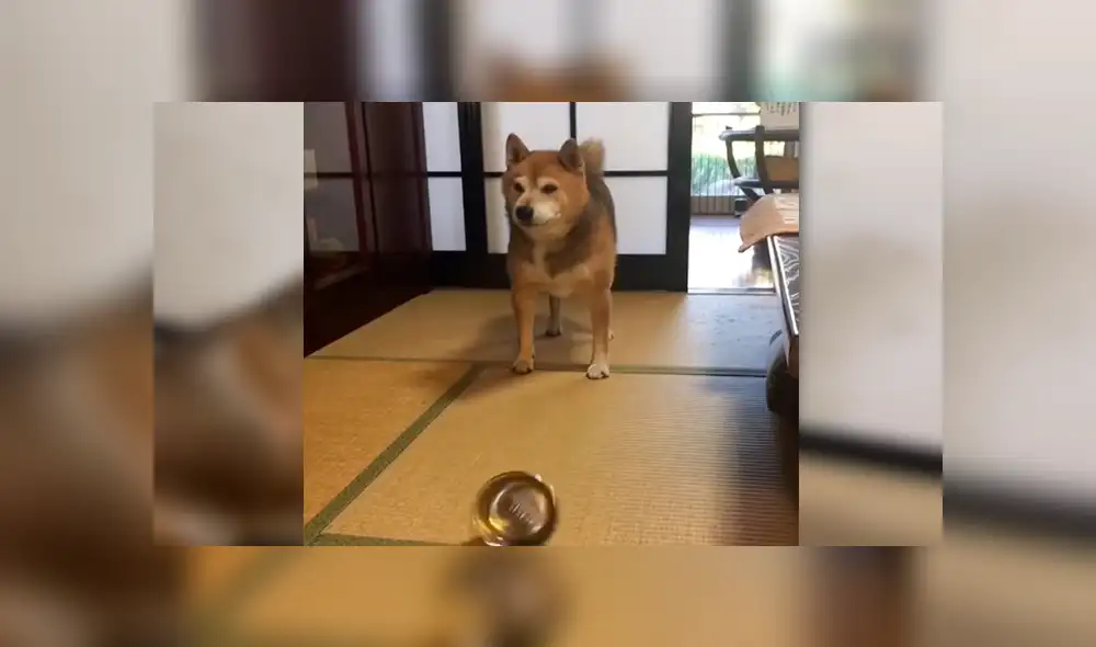 Facebook viral: perro reacciona con violencia porque sus amor no servían sus alimentos [VIDEO]