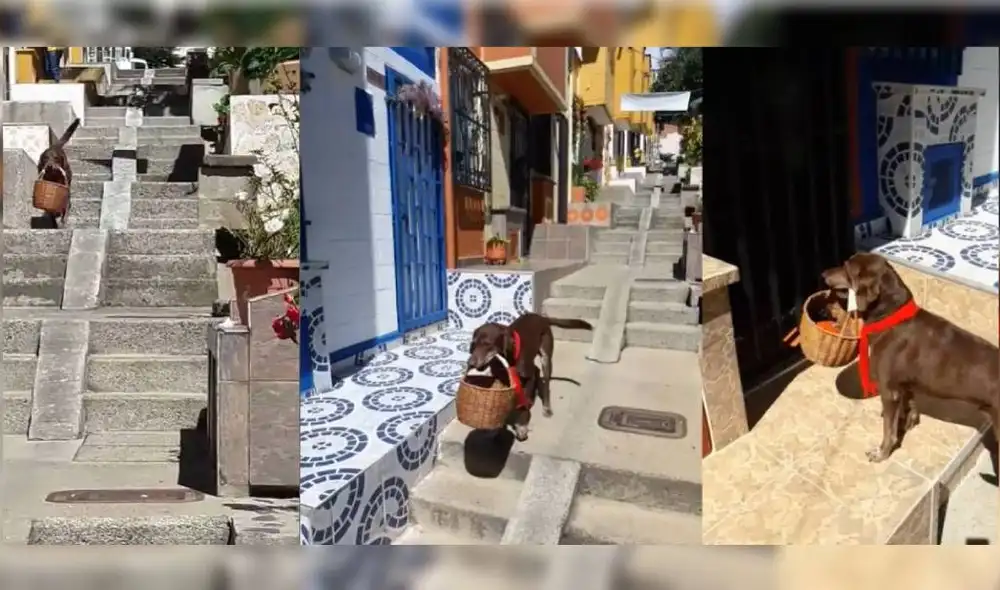 Eros es el perro labrador que trabaja mandando pedidos hace dos años. Foto: Lomunidad Eros es el perro labrador que trabaja mandando pedidos hace dos años. Foto: Lomunidad