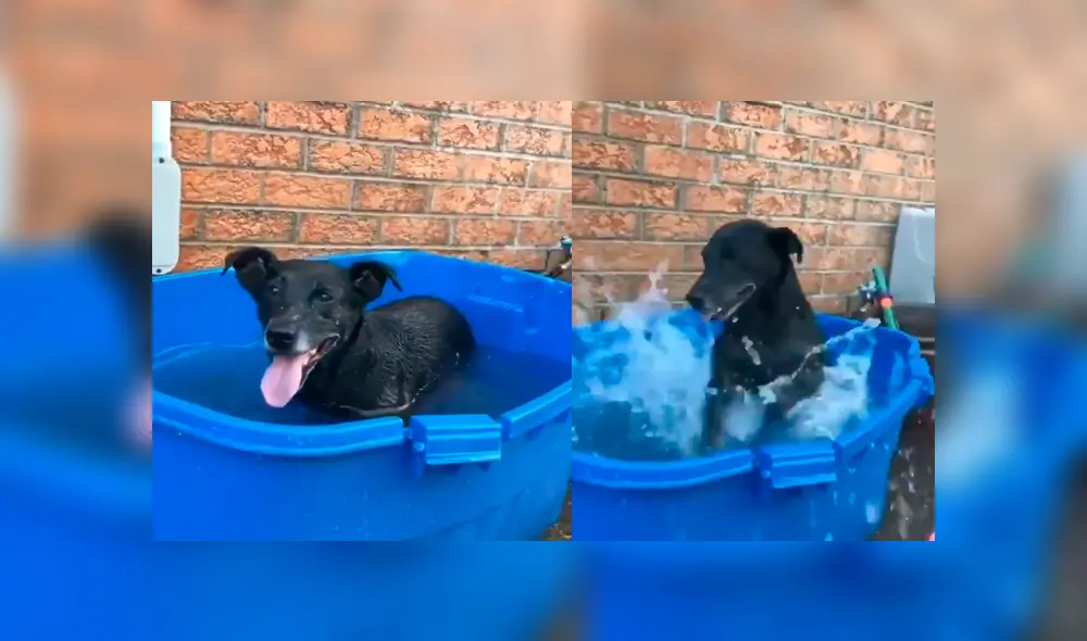 Facebook viral: mujer baña por primera vez a perro que rescató de la calle y este tiene curiosa reacción Facebook viral: mujer baña por primera vez a perro que rescató de la calle y este tiene curiosa reacción