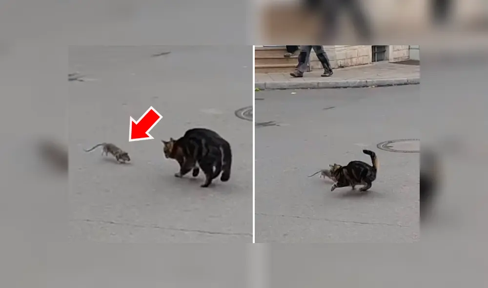 Video se viralizó en Facebook. Una valiente rata atacó con furia a un hambriento gato que se atrevió a acorralarla en plena calle de Turquía. Video se viralizó en Facebook. Una valiente rata atacó con furia a un hambriento gato que se atrevió a acorralarla en plena calle de Turquía.