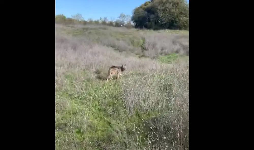 Desliza para ver la secuencia del viral. Foto: Captura/YouTube/ViralHog