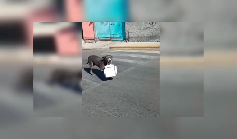 Desliza las imágenes hacia la izquierda para apreciar el emotivo gesto de un perro para agradecer a su dueño. Desliza las imágenes hacia la izquierda para apreciar el emotivo gesto de un perro para agradecer a su dueño.