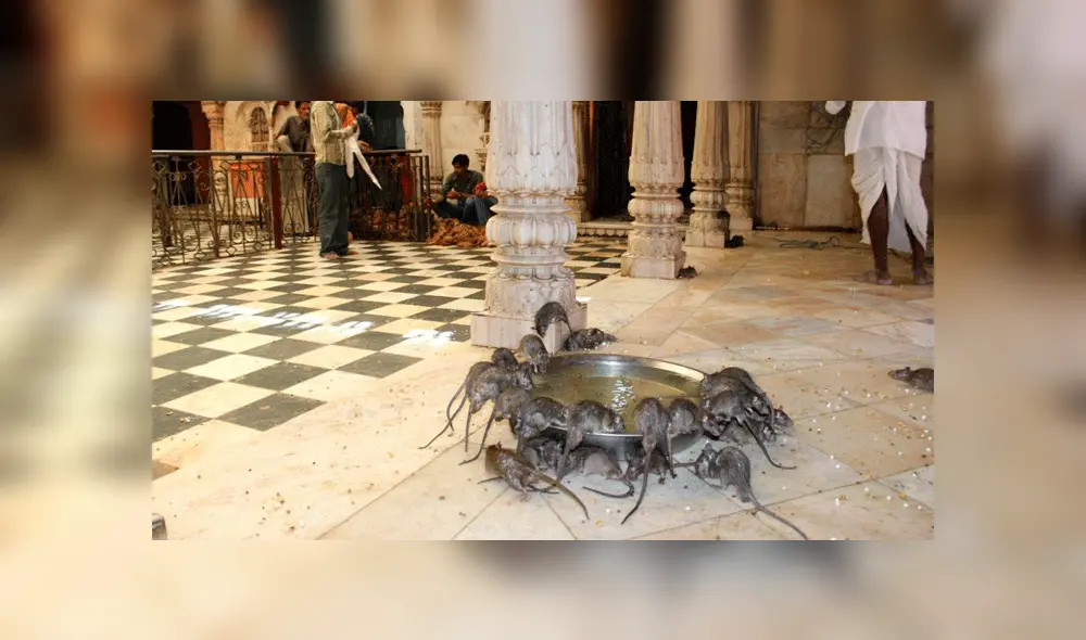YouTube: ¿Conoces el 'Templo de las ratas' de la India? Aquí la sorprendente historia de este santuario