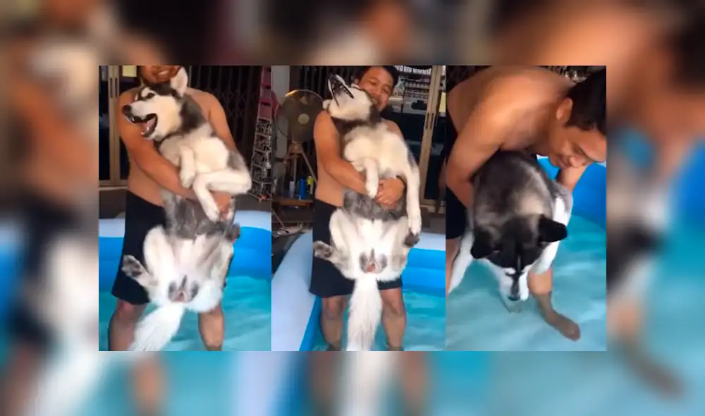 Vía Facebook: perro "miedoso" genera risas en la red por el berrinche que hace para no bañarse [VIDEO]