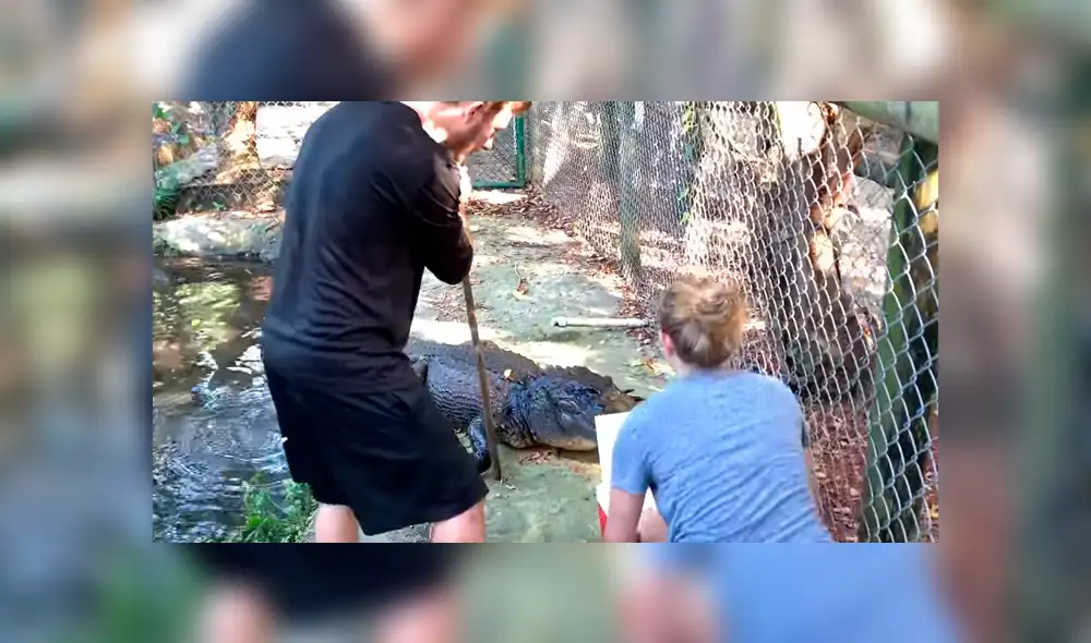 Desliza hacia la izquierda para ver lo que pasó con los jóvenes que ingresaron a un recinto de cocodrilos y se volvió viral en YouTube.
