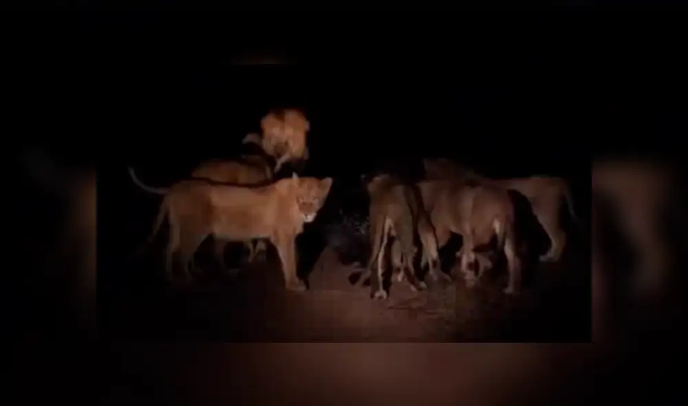 Facebook viral:cámaras registran épica  pelea de puercoespín con hambrientos leones [VIDEO]