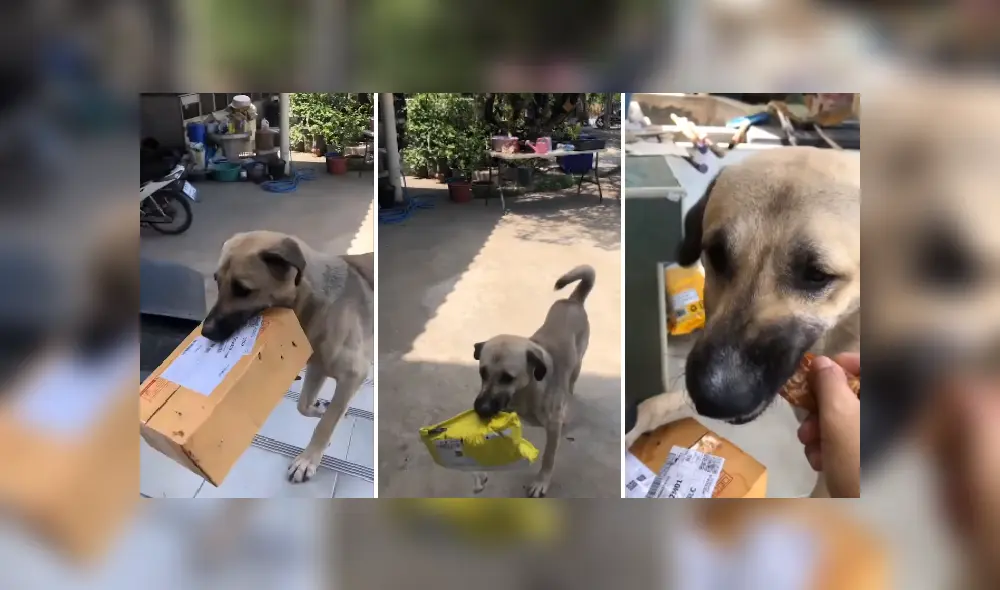 Desliza las imágenes para ver más detalles de esta divertida escena que es viral en YouTube. Desliza las imágenes para ver más detalles de esta divertida escena que es viral en YouTube.