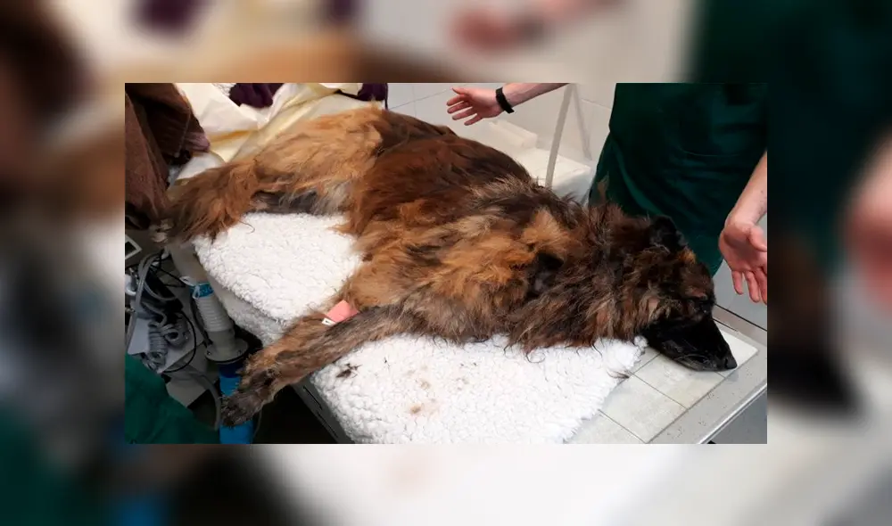 Intentan matar a un perro atando una piedra al cuello y lanzándolo al río Intentan matar a un perro atando una piedra al cuello y lanzándolo al río