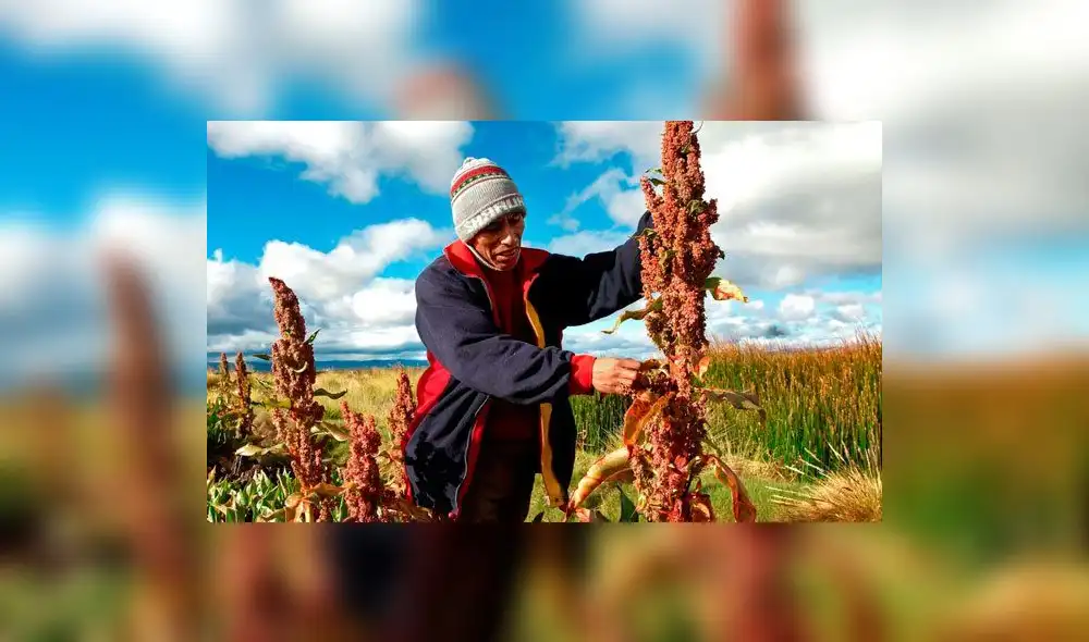 Tailandia demanda cada vez más quinua peruana