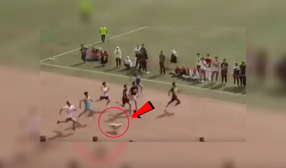 Youtube viral: Atletas quedan en ridículo por perro callejero que se coló en competencia [VIDEO]