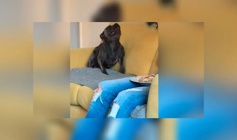 Desliza las imágenes para ver la peculiar conducta que tuvo un perro para recibir un poco de comida de su dueño. Foto:Google