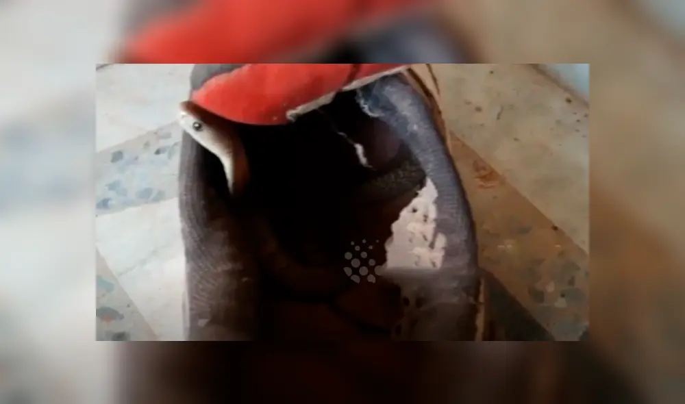 Joven intenta colocarse sus zapatillas y encuentra culebra acurrucada en el interior. Joven intenta colocarse sus zapatillas y encuentra culebra acurrucada en el interior.
