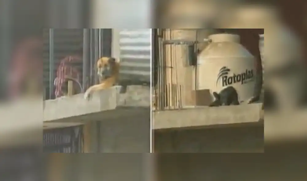 Dramático rescate de perros atrapados en vivienda de Chosica [VIDEO]