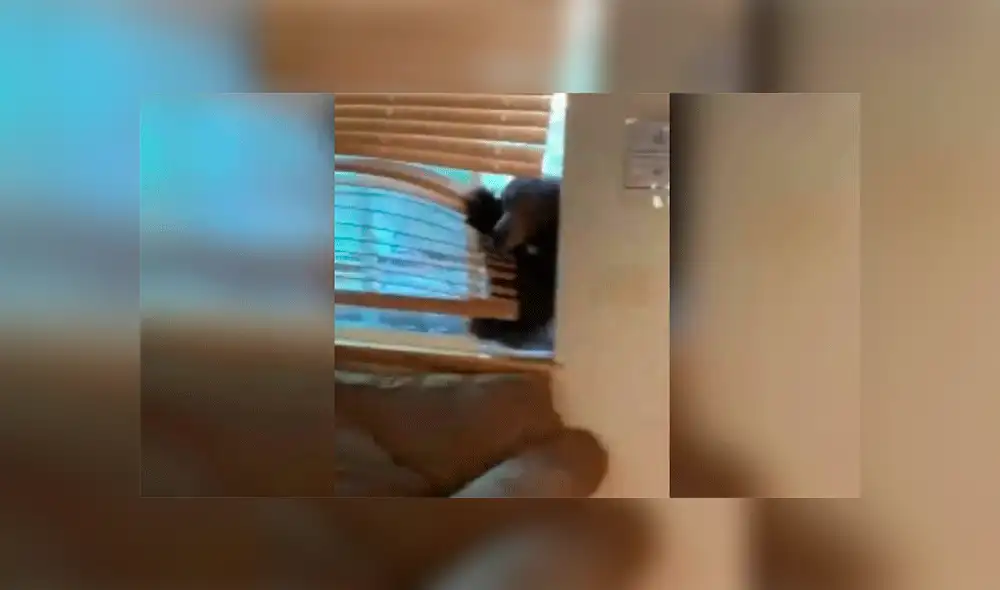 YouTube viral: joven registra el momento exacto en que una despiadada criatura ingresa por la ventana a su casa [VIDEO]