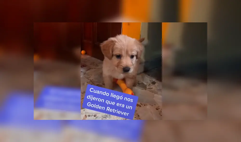 Desliza las imágenes para conocer la verdadera raza de un perro que una familia acogió en su hogar.