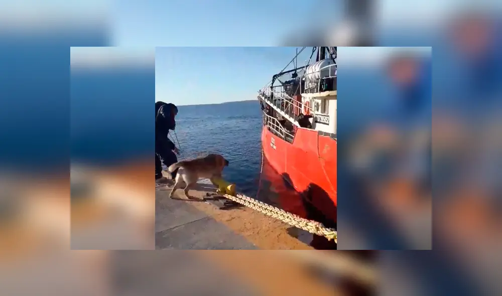 Video es viral en Facebook. El can se ha ganado el corazón de varias personas, tras convertirse en el ayudante estrella de un puerto en Argentina. Fotocaptura: Facebook