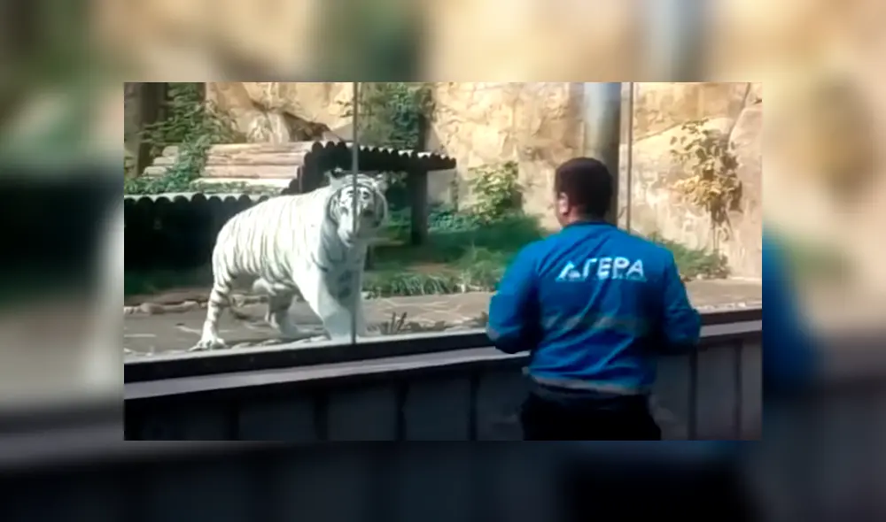Un video viral de YouTube muestra la reacción que tuvo un tigre blanco al estar a pocos metros de turista, en zoológico. Un video viral de YouTube muestra la reacción que tuvo un tigre blanco al estar a pocos metros de turista, en zoológico.