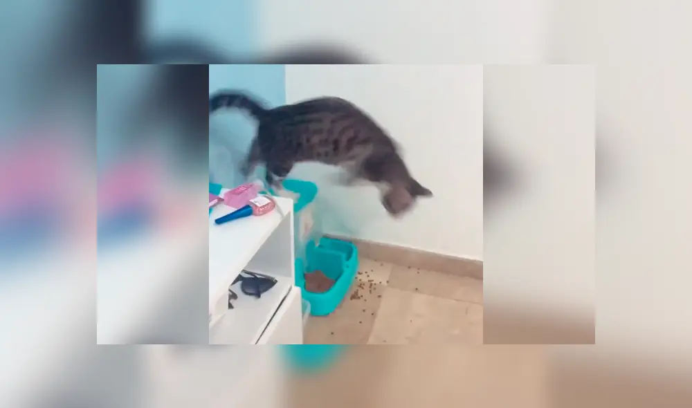 Desliza la imagen para ver la reacción de los gatos. Foto: treshermanitosgatunos / Tikok