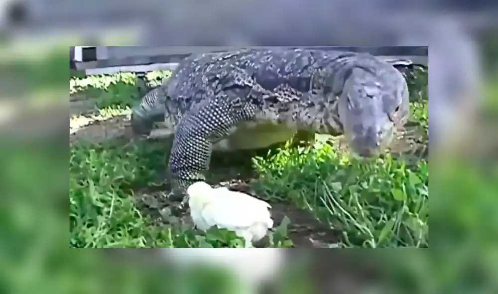 YouTube viral: dragón de komodo devora a un indefenso pollito ante la mirada de su dueño