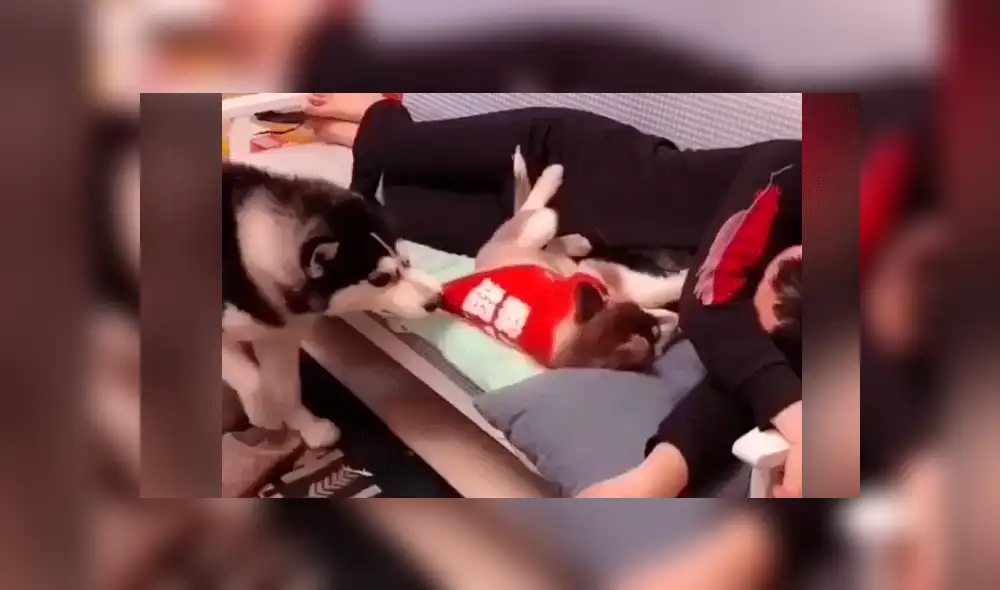 Facebook viral: perro encuentra a su dueño junto a otra mascota y hace esto por celos [VIDEO]