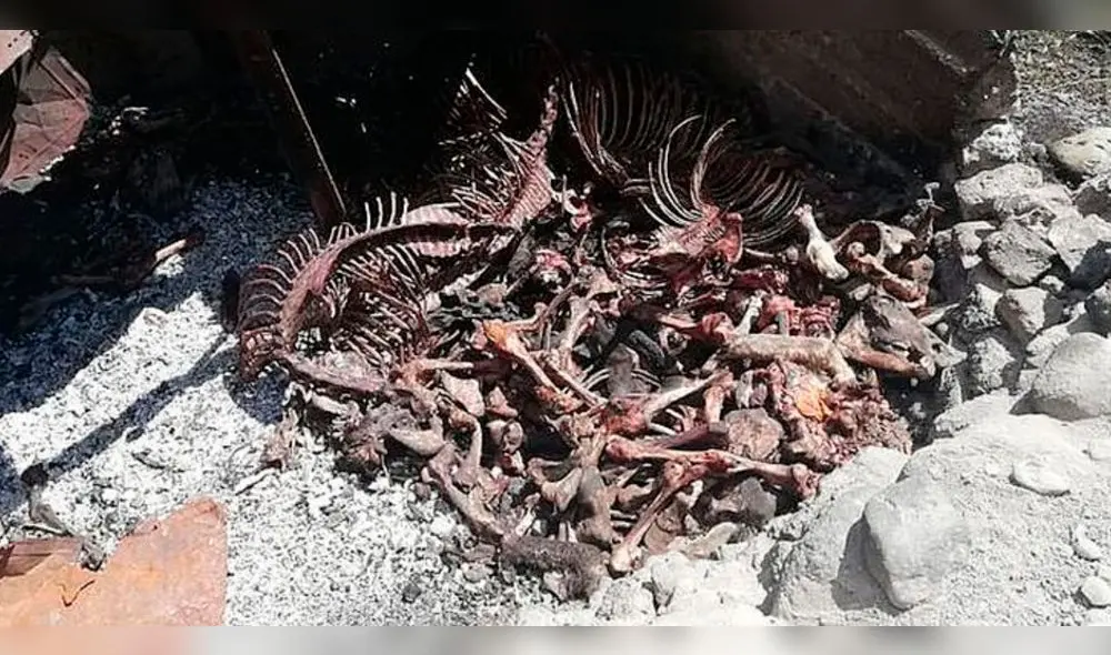 Entierran 500 kilos de carne de caballo y burro hallados en matadero clandestino. Entierran 500 kilos de carne de caballo y burro hallados en matadero clandestino.