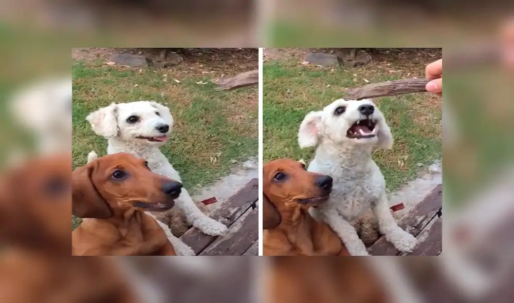 En Tik Tok, un perro no toleró que su dueño le haga jugar al nuevo integrante de su familia y buscó venganza.