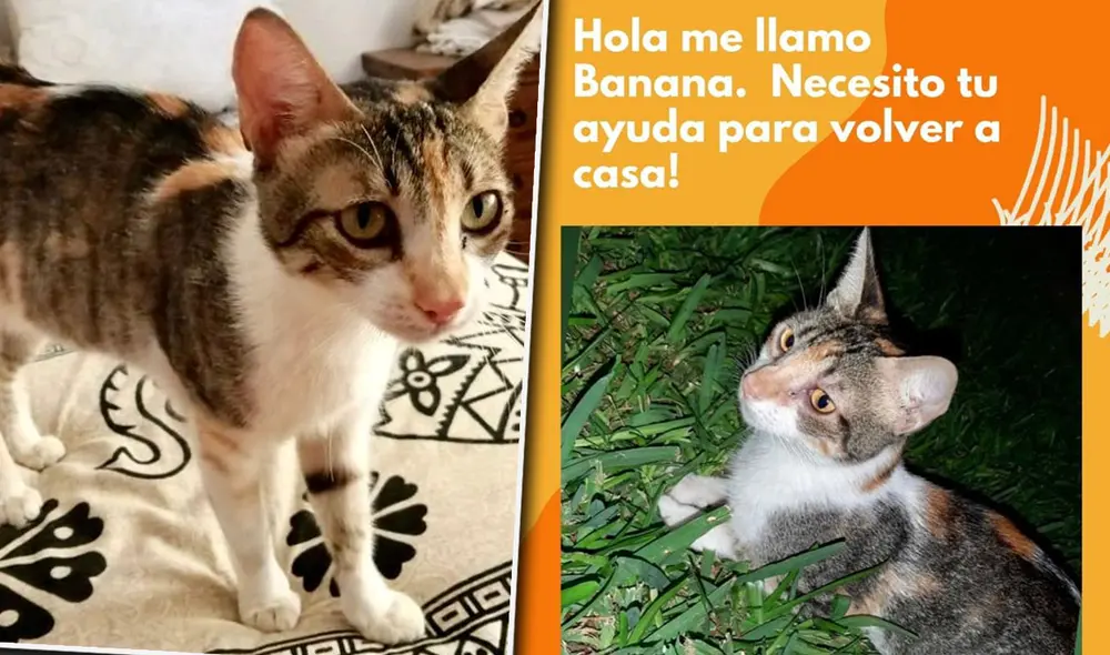 Buscan a gata extraviada en San Borja | Créditos: composición / difusión