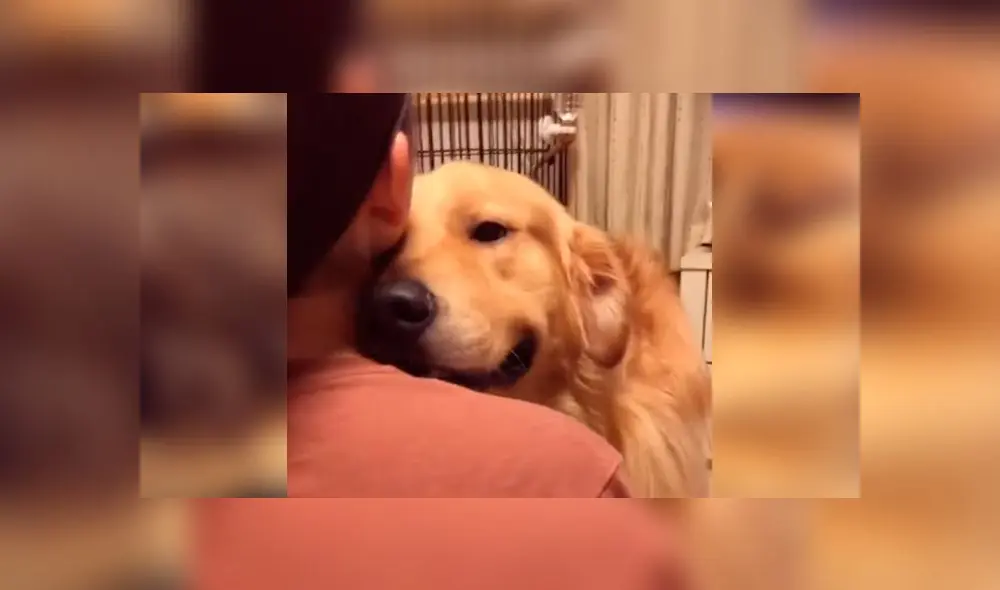 Desliza las imágenes para ver la dramática escena que protagonizó un perro al reencontrarse con su dueña. Foto: Woof Woof Desliza las imágenes para ver la dramática escena que protagonizó un perro al reencontrarse con su dueña. Foto: Woof Woof