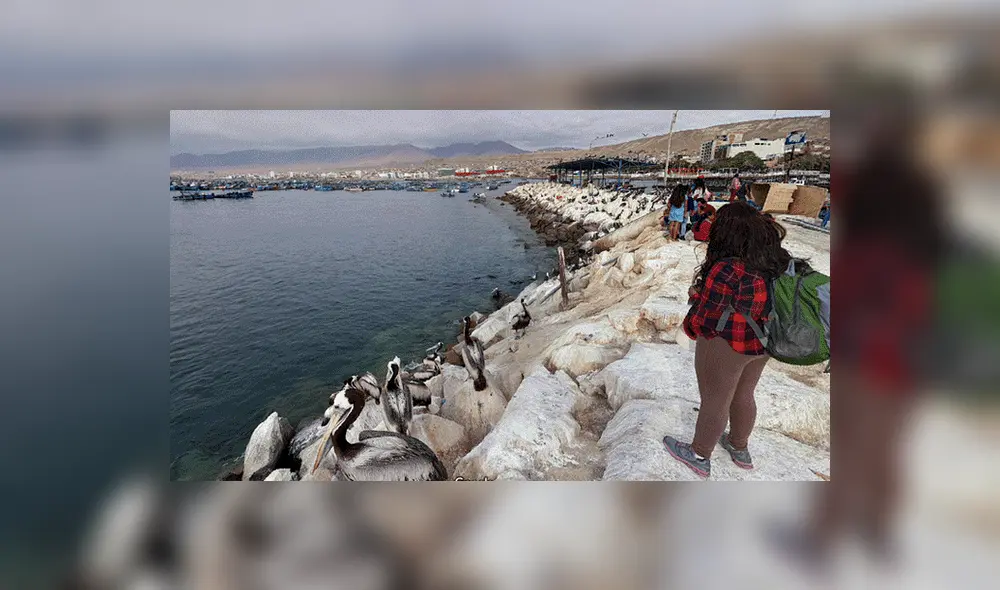 Google Maps: 'Extraña sirena' es hallada en orilla del mar de Moquegua y deja en impactado a miles [FOTOS]