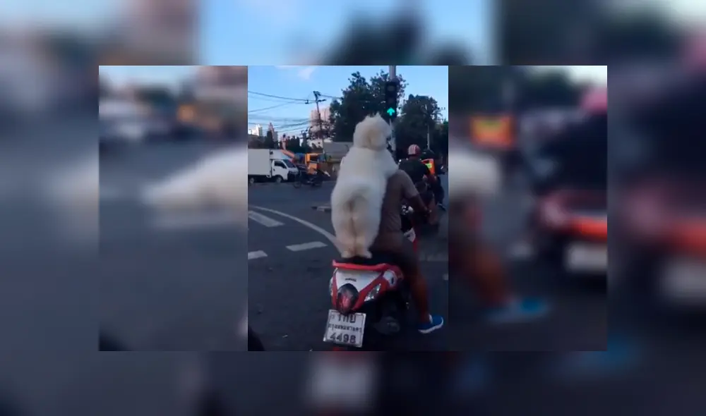 Video es viral en YouTube. Un hombre sacó a pasear a su perro en motocicleta, sin imaginar que el can se volvería famoso por su peculiar forma de viajar