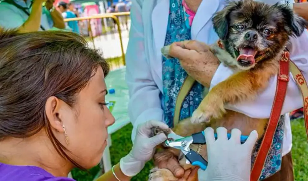 Mascotas recibirán atención especializada. Foto: Archivo. Mascotas recibirán atención especializada. Foto: Archivo.